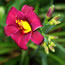Hemerocallis Little Zinger